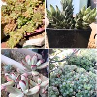 オブツーサ,茶傘,銀波錦,小判草,モダンガールの画像