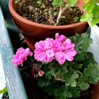 ゼラニウム,ガーデニング,お花,おうち園芸,小さな庭の画像