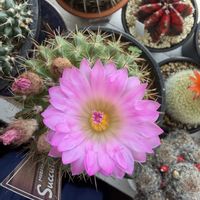 サボテン,お花,ピンクの花,トゲトゲの画像