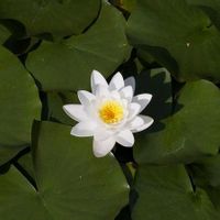 スイレン,花壇の画像