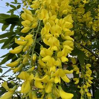 キングサリ,シャガ(射干),花のある暮らし,GSに感謝。,癒しの花の画像