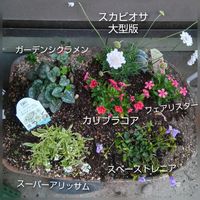 ガーデンシクラメン,スーパーアリッサム,八重カリブラコア,花のある暮らし,スーパートレニアの画像