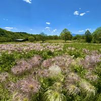 オキナグサ,わりと好きシリーズ❣️,大自然はいいなぁ〜❣️,大自然大好き仲間❣️,Love Natureの画像