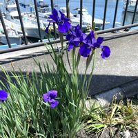 ネモフィラ,燕子花,メカルドニアゴールドダスト,メカドニア ゴールドダスト,港にての画像