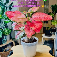 アグラオネマ,アグラオネマ オースピシャスレッド,ワイルド,森林浴,熱帯植物の画像