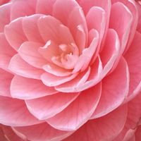 ツバキ,オトメツバキ,つばき,花のある暮らし,まんまるの画像