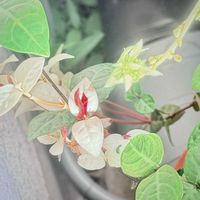 オリヅルラン,一九献上 和堂,“春の陽に新芽出でて嬉しかな”,一句献上　和堂,季節の花華シリーズ　和堂の画像