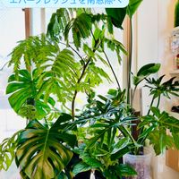 エバーフレッシュ,ワイルド,森林浴,配置換え,熱帯植物の画像