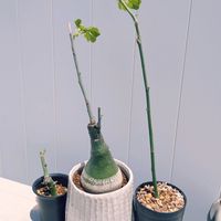 アデニア・グラウカ,アデニア・グラウカ,珍奇植物,根塊植物,アデニア属グラウカの画像
