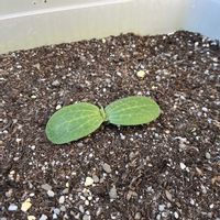 ズッキーニ,家庭菜園の画像