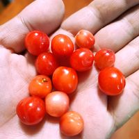 ユスラウメ,家庭菜園の画像