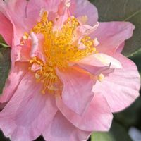 ツバキ,つばき,椿  雪小町,花のある暮らし,小さな庭の画像
