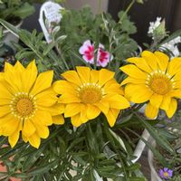 アスター,ガザニア,ガザニアビースト　シルバーティガー,花のある暮らし,かわゆいの画像