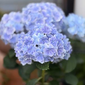 紫陽花　万華鏡,マイガーデン,癒し,母の日,小花会の画像