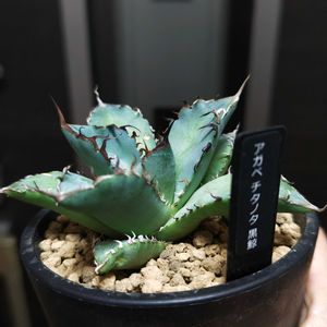 アガベ,アガベ チタノタ,アガベ チタノタ 黑鯨,多肉植物,観葉植物の画像
