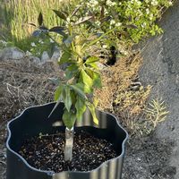 レモン,レモンの木,柑橘の画像