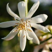 レモン,レモン,広葉樹,西洋ミツバチ,ユーレカ レモンの画像