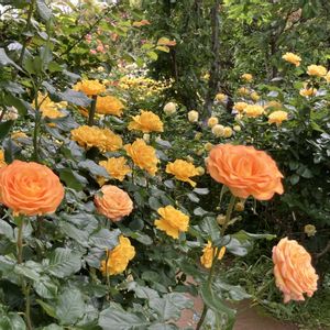 バラ、薔薇、ばら,散歩,イングリッシュガーデン,iPhone撮影,オレンジ色の花の画像
