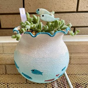 碧魚連,多肉植物,母の日,盆栽鉢,GSのみなさんに感謝♡の画像