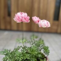 アネモネ,ガーデニング,花のある暮らし,花とみどり,玄関アプローチの画像