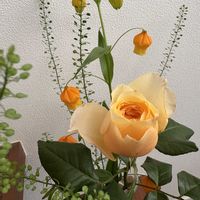 サンダーソニア,ナズナ,バラの画像