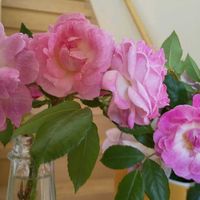 カーネーション,マユミ,朧月,薔薇,みかんの花の画像