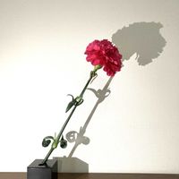 カーネーション,カーネーション,一輪挿し,花瓶,山野草の画像