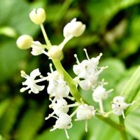 春の花,マイヅルソウ,花言葉,山野草,われら17年組の画像