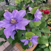 アメリカンブルー,カリブラコア,ペチュニア,アズーロコンパクト,クレマチス  花炎の画像