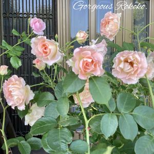 ロココ,バラ ロココ,エレガント,バラ 鉢植え,薔薇♪の画像