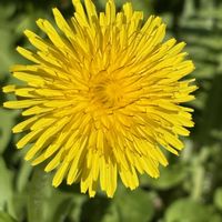 タンポポ,たんぽぽ,花のある暮らし,植中毒,大好き♡の画像