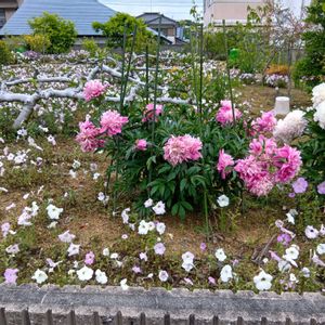 良い香り,着床蘭,近所にお散歩,エントランスの画像