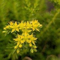 メキシコマンネングサ．,お花,つぼみ,沖縄,可愛い♡の画像
