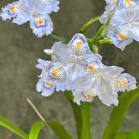 アジュガ,シャガ,シャガ,菜の花,ハルノノゲシの画像