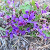 サクラソウ,ウマノアシガタ,ヒメハギ,緑の草原,幸せの黄色いお花の画像