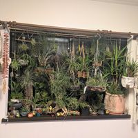 チランジア,テクトラム,アルボマルギナータ,観葉植物,塊根植物の画像
