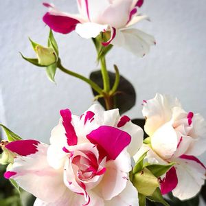 バラ,一期一会　バラ,癒し,バラの季節,バラのある暮らしの画像