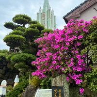 ナニワイバラ,ナニワイバラ,ヒラドツツジ,ヒラドツツジ,ヒラドツツジの画像