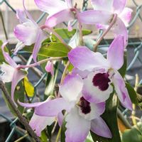 アルストロメリア,デンドロビウム,ナデシコ,蘭の花,庭の画像