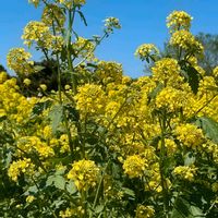 菜の花,キュンキュン乙女倶楽部,平和を願う,幸せの黄色いお花,花との一期一会の画像
