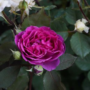 バラ,薔薇,薔薇,オデュッセイア,オデュッセイアの画像