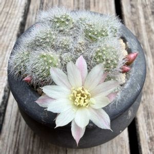 サボテン,レブチア アルビフローラ,レブチア・アルビオーサ,多肉植物,鉢植えの画像