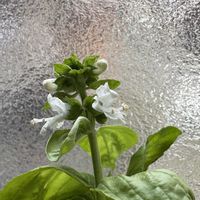 バジルの画像
