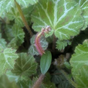 ユキノシタ,ユキノシタ,ユキノシタ,コケ,花言葉の画像