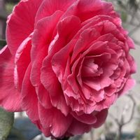 ツバキ,つばき,ツバキ  バレンタイン・デー,美しい,花のある暮らしの画像