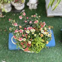 寄せ植え,ガーデニング,今日の一枚,花のある暮らし,ブリコラージュフラワーの画像
