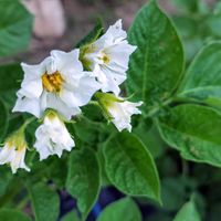 レモン,レモン,黄金柑,黄金柑,無農薬野菜の画像
