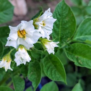 レモン,レモン,黄金柑,黄金柑,無農薬野菜の画像