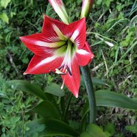 アマリリス,アマリリス,無農薬野菜,家庭菜園,畑の画像