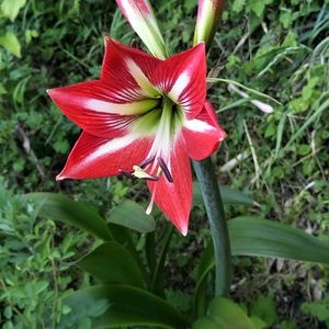 アマリリス,アマリリス,無農薬野菜,家庭菜園,畑の画像